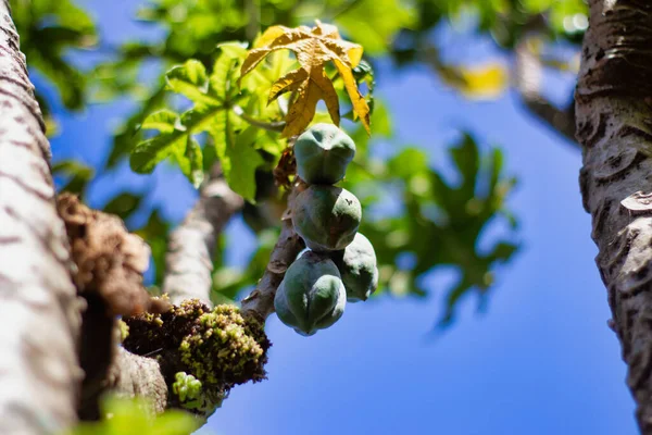 Sahadaki Carica Bitkisi, Papaya Çeşitliliği, seçici odaklanma