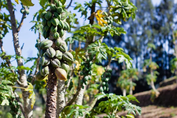 Sahadaki Carica Bitkisi, Papaya Çeşitliliği, seçici odaklanma