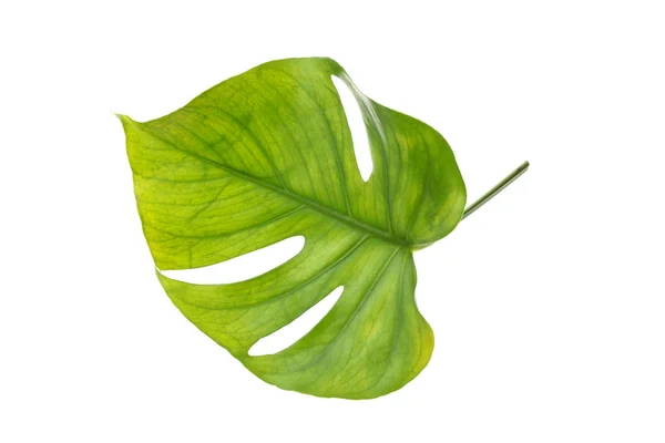 Bela folha de palma verde isolado no fundo branco — Fotografia de Stock