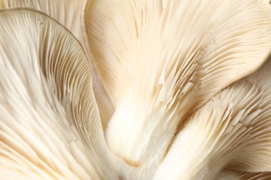 Çiğ taze istiridye mantarları dokulu arka plan, kapatın.