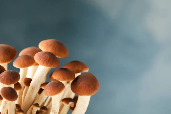 Honey agaric mushrooms on blue background, close up — ストック写真