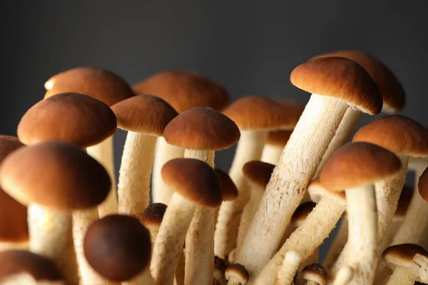 Honey agaric mushrooms on black background, close up — ストック写真