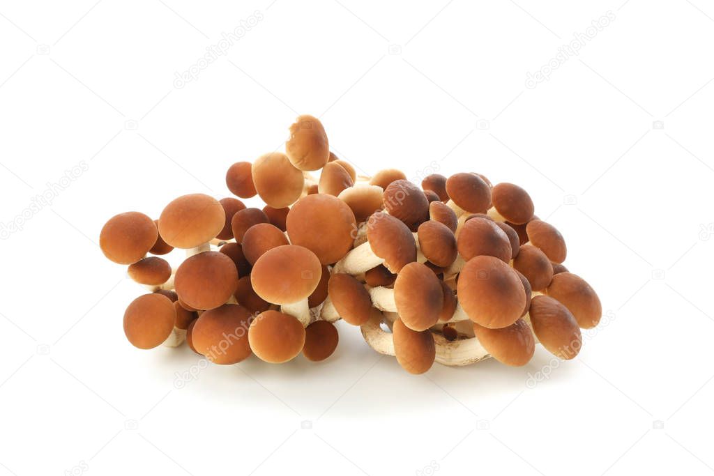 Honey agaric mushrooms isolated on white background