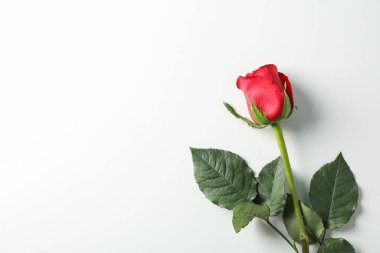 Beyaz arka planda yeşil yapraklı güzel kırmızı gül, boşluk 