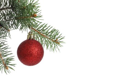 Beyaz arkaplanda kırmızı mücevher bulunan çam dalı