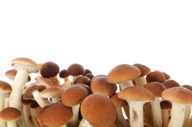 Tatlım agaric izole üzerinde beyaz arka plan mantar