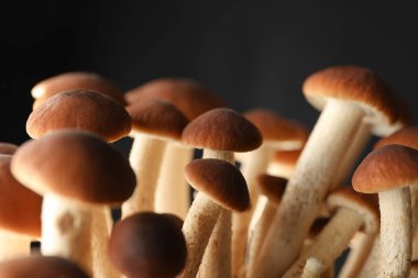 Siyah arka planda bal tarımsal mantarlar.