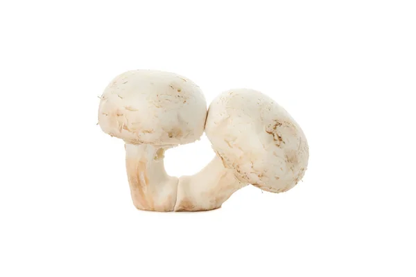 Hampignon cogumelos isolados no fundo branco, close-up — Fotografia de Stock