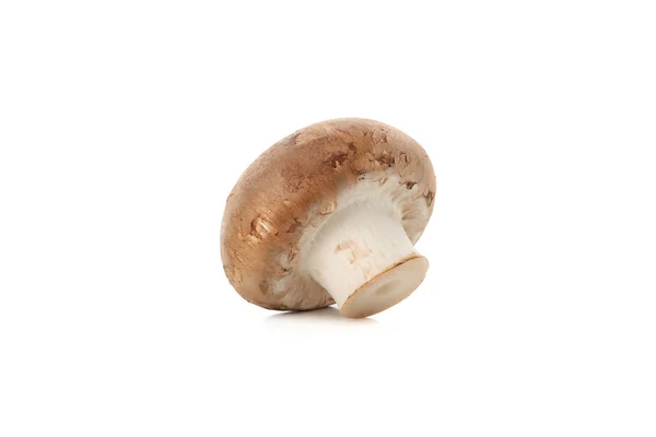 Сирий гриб-переможець ізольований на білому тлі, крупним планом — стокове фото