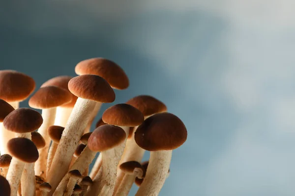 Honey agaric mushrooms on blue background, close up — ストック写真