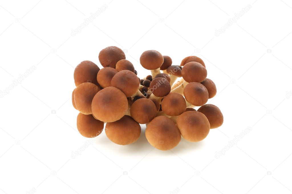 Honey agaric mushrooms isolated on white background