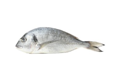 Beyaz arka planda izole edilmiş taze dorado balığı