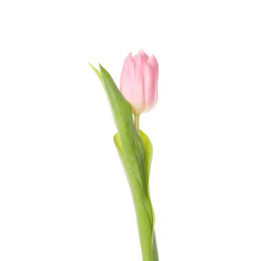 Güzel pembe lale beyaz arka planda izole edilmiş, yakın plan.