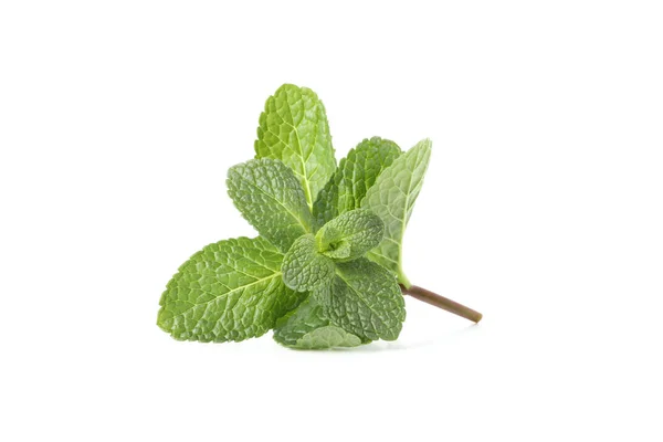 Hojas frescas de menta aisladas sobre fondo blanco — Foto de Stock