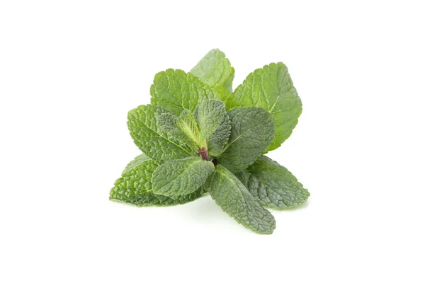 Hojas frescas de menta aisladas sobre fondo blanco —  Fotos de Stock