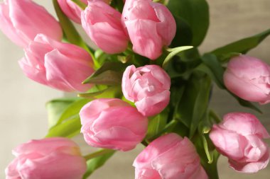 Yeşil yapraklı güzel pembe laleler, yaklaşın.