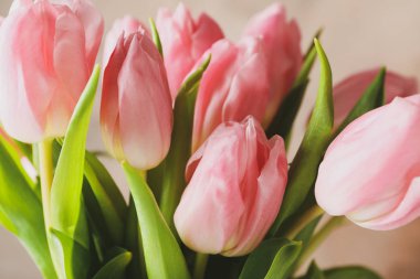 Yeşil yapraklı güzel pembe laleler, yaklaşın.