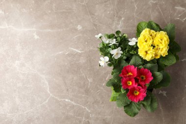 Gri arkaplandaki saksılarda kadın ve çuha çiçekleri, üst manzara