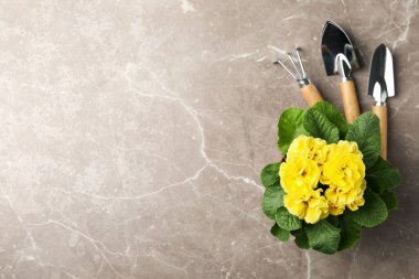 Gri arkaplan üzerinde sarı çuha çiçeği ve bahçe araçları, metin için boşluk