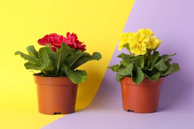 İki ton arkaplanda saksıda çuha çiçekleri, metin için boşluk