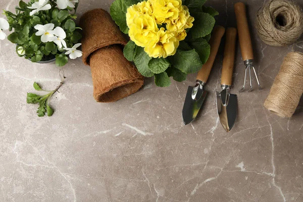 Margherite Primule Vaso Attrezzi Giardinaggio Fondo Grigio Vista Dall Alto — Foto Stock