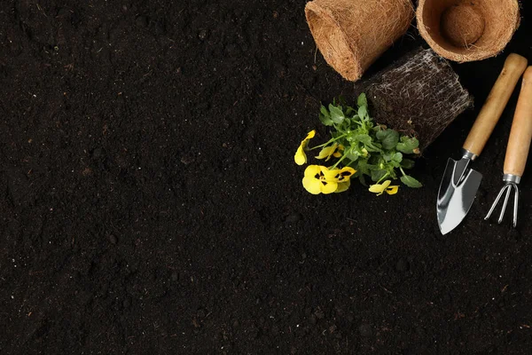 Flores Herramientas Jardinería Sobre Fondo Del Suelo Espacio Para Texto — Foto de Stock