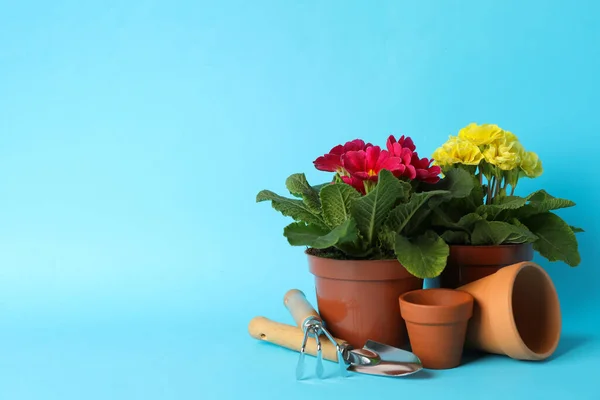 Fiori Vaso Attrezzi Giardinaggio Sfondo Blu Spazio Testo — Foto Stock