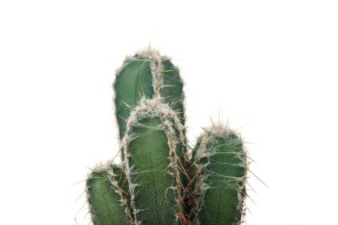Kaktüs beyaz arkaplanda izole edilmiş, yakın plan
