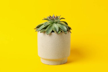 Sarı arkaplanda sulu bitki, metin için boşluk