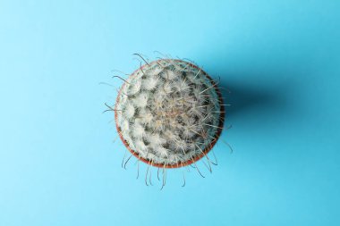 Mavi arkaplanda kaktüs, üst görünüm