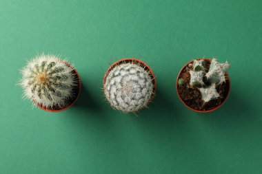 Yeşil arka planda kaktüs, üst manzara. Ev bitkisi