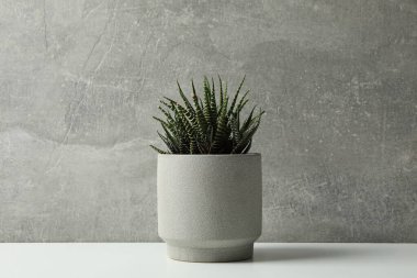Gri arkaplanda saksıda sulu bitki, metin için boşluk