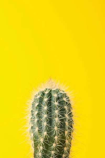 Cactus Sfondo Giallo Spazio Testo — Foto Stock