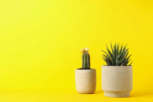 Cactus Pianta Succulenta Fondo Giallo Spazio Testo — Foto Stock
