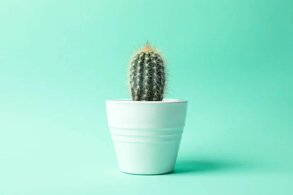 Cactus Vaso Sfondo Menta Spazio Testo — Foto Stock