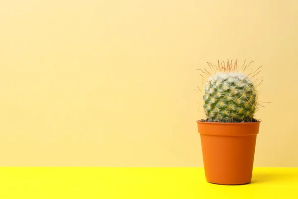 Kaktusz Cserépben Sárga Asztalon Hely Szövegnek — Stock Fotó