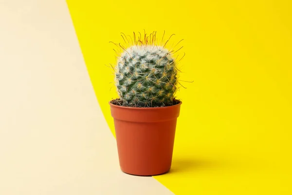 Cacti Pentole Fondo Bicolore Spazio Testo — Foto Stock