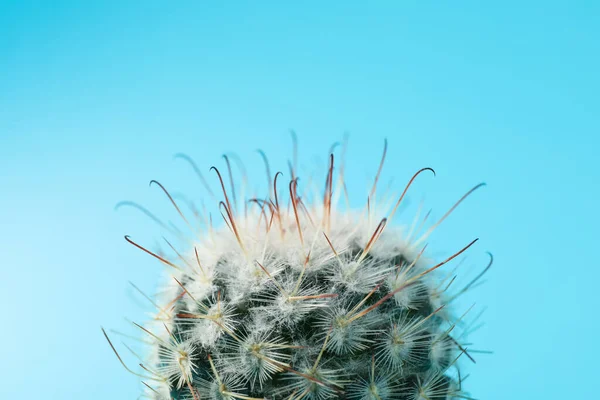 Kaktusz Kék Háttérrel Makró Házi Növény — Stock Fotó
