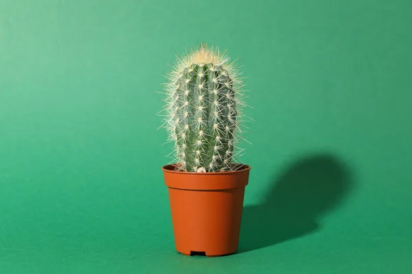 Cactus Sfondo Verde Spazio Testo Impianto Casa — Foto Stock