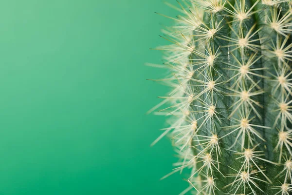 Cactus Sobre Fondo Verde Cerca Casa Planta —  Fotos de Stock