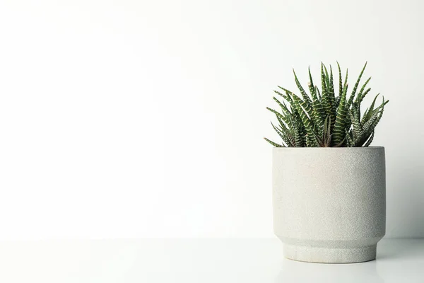 Pianta Succulenta Vaso Fondo Bianco Spazio Testo — Foto Stock