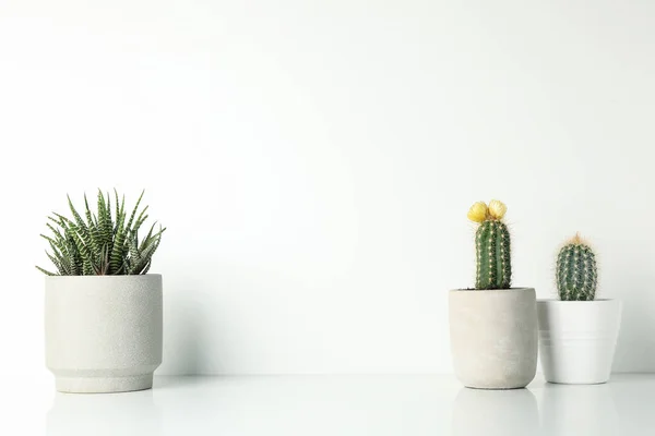 Plantas Suculentas Vasos Sobre Fundo Branco Espaço Para Texto — Fotografia de Stock
