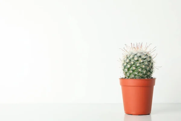 Cactus Vaso Sfondo Bianco Spazio Testo — Foto Stock