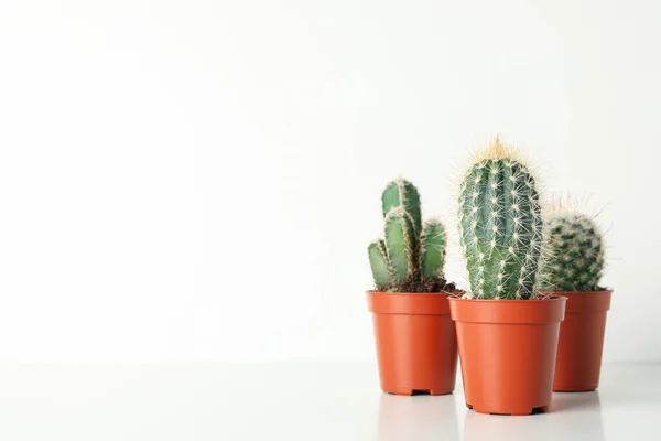 Cacti Горщиках Білому Тлі Простір Тексту — стокове фото