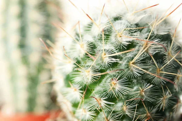 Kaktusy Celém Pozadí Makro Dům Rostlina — Stock fotografie