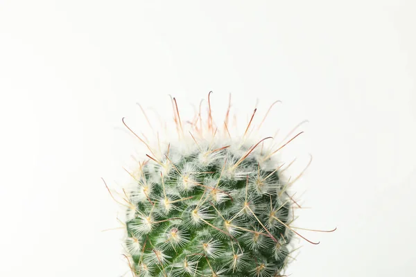 Cactus Sfondo Bianco Vicino Pianta Appartamento — Foto Stock