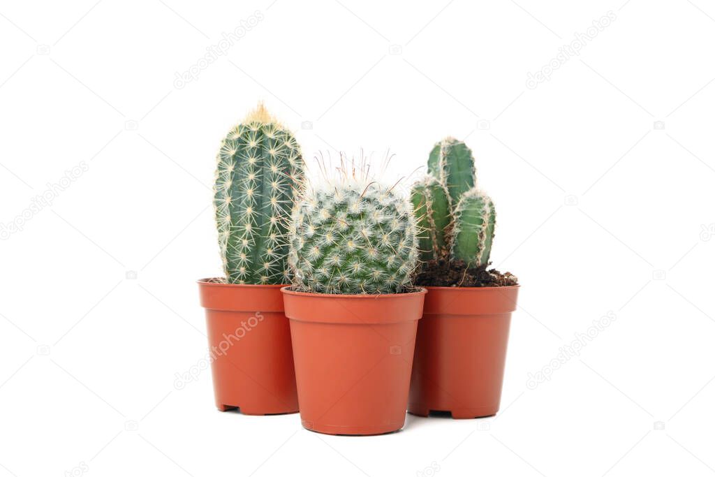 Cacti in a pots isolated on white background