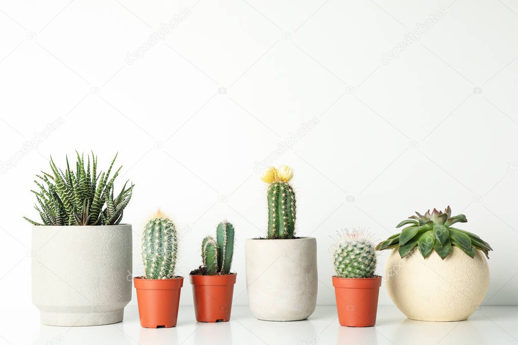 Succulent plants in pots on white background, space for text