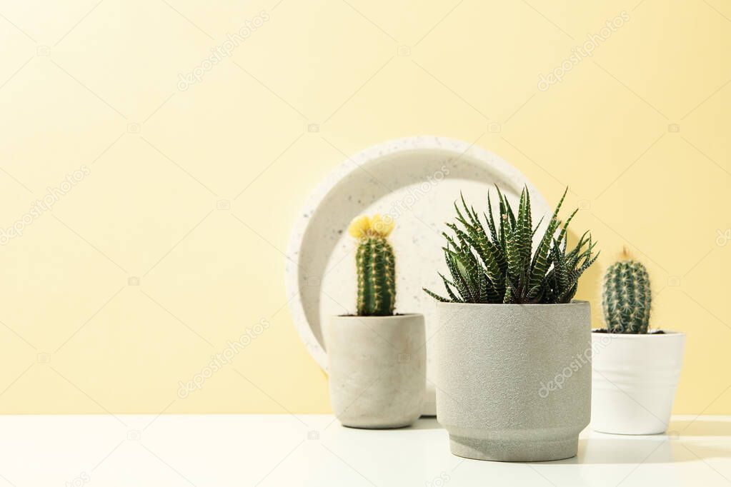 Succulent plants and marble tray on white table. Houseplants