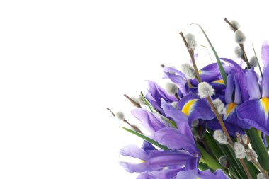 İris çiçekleri ve am söğüt dalları beyaz arka planda izole edilmiş